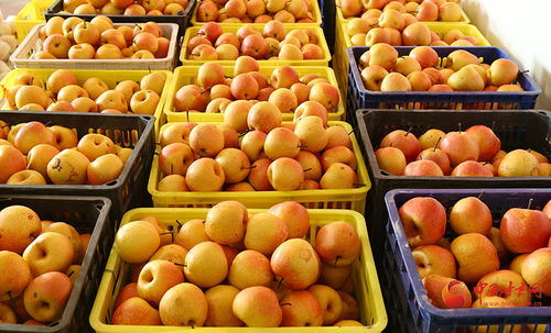 隴原山鄉新畫卷 西和特色農產品借網出山，新鮮蔬菜香飄四方