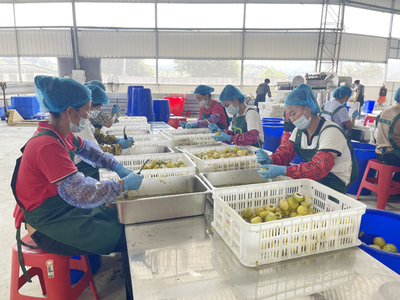 武平 文明新風里的甜蜜果實